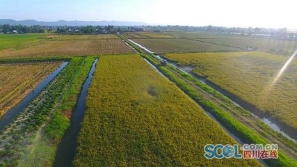 李士元学士守临邛日有谷一茎九穟者数本芝数