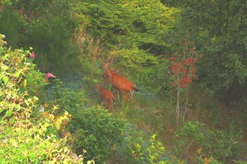 次韵原仲幽居