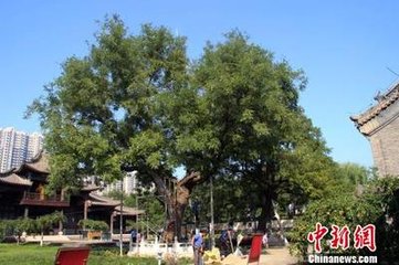 咏双槐