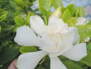 清平乐（席上赠人）