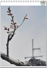 和答斯远因梅见属三首