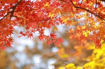 姑苏杂咏 卓笔峰（在天平山）