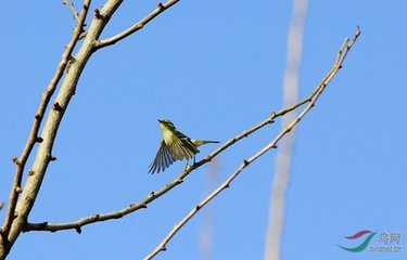 碧霄泉