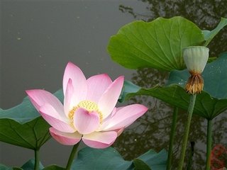 贺新郎·梦绕荷花国