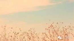 风流子·韶华惊晼晚