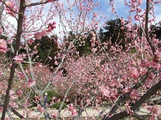 水户观梅有寄