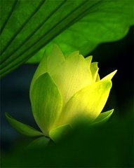 折桂令·平生不会相思