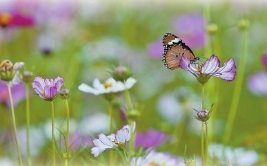 蝶恋花（为钱守寿）