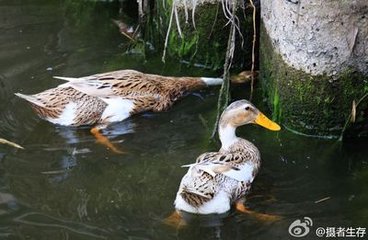 射鸭词