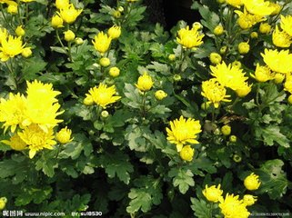 南歌子·细蕊黄金嫩