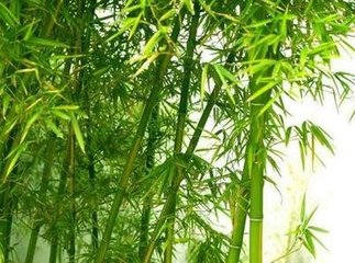 朝中措（生日生双竹）